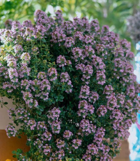 Thymus citriodorus 'Doone Valley'